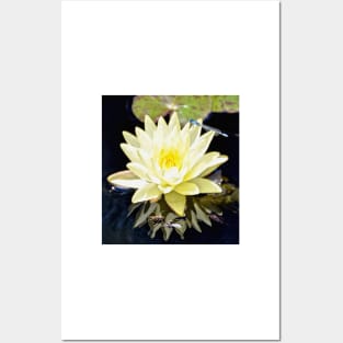 White Water Lily and Dragonfly Posters and Art